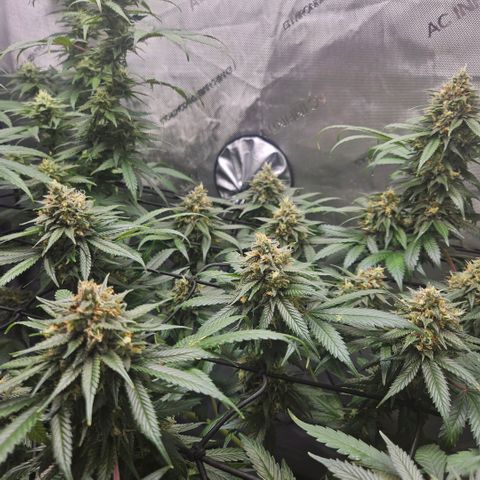 PPP growlog timeline photo