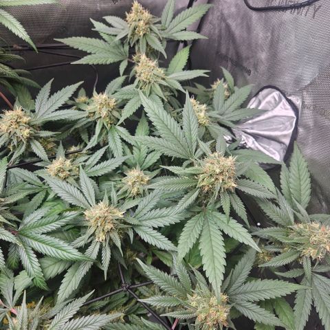 Saga growlog timeline photo