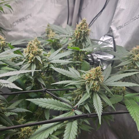 Saga growlog timeline photo