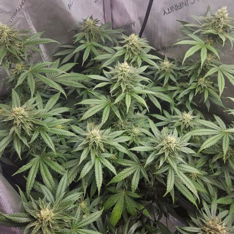 RS11 x Hollywood  growlog timeline photo