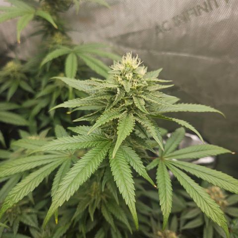 RS11 x Hollywood  growlog timeline photo
