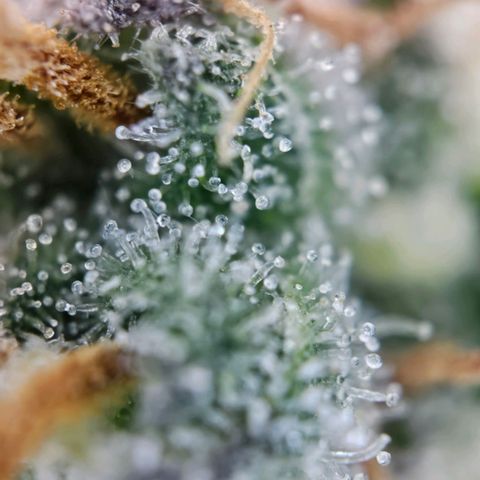 PPP growlog timeline photo