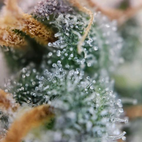 PPP growlog timeline photo
