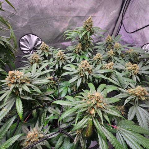 PPP growlog timeline photo