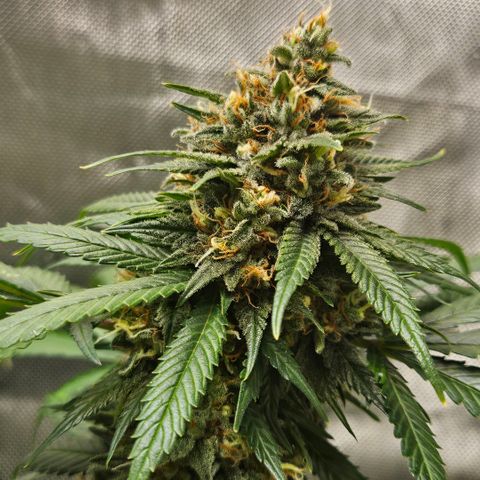 PPP growlog timeline photo