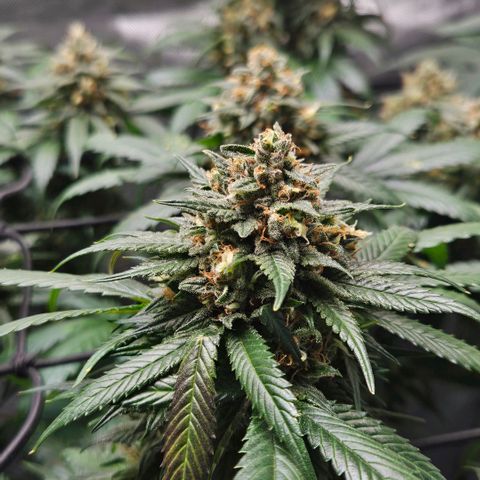 PPP growlog timeline photo