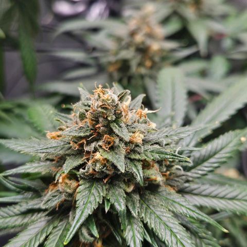 PPP growlog timeline photo