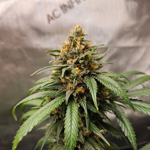 PPP growlog timeline photo