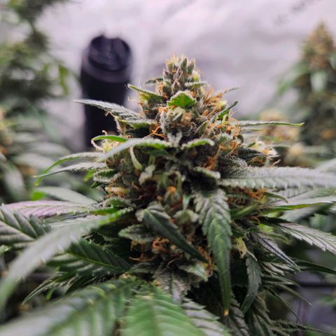 PPP growlog timeline photo