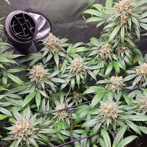 PPP growlog timeline photo