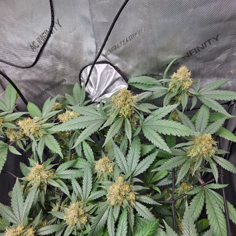 Saga growlog timeline photo