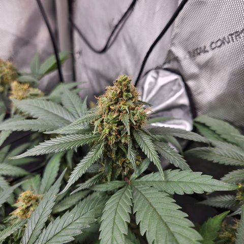 Saga growlog timeline photo