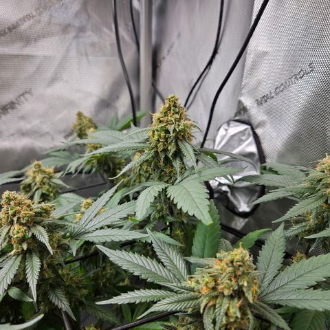 Saga growlog timeline photo