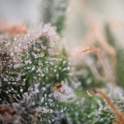 Saga growlog timeline photo