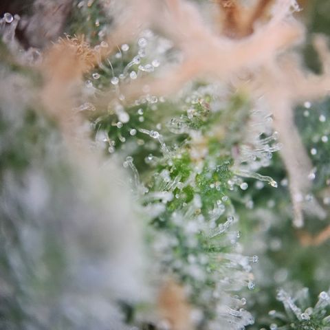 Saga growlog timeline photo