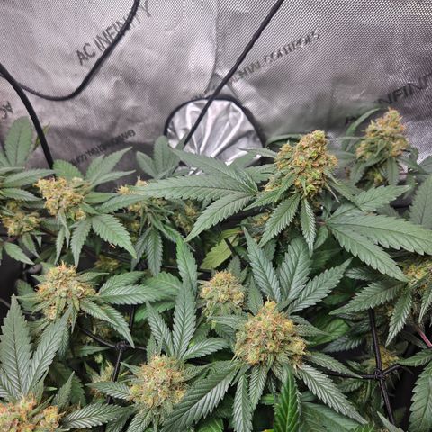 Saga growlog timeline photo