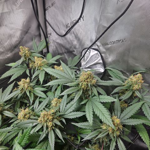 Saga growlog timeline photo