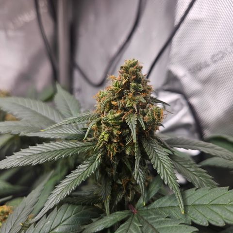 Saga growlog timeline photo