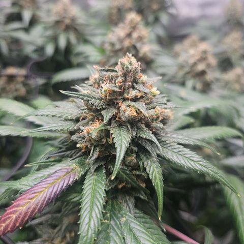 PPP growlog timeline photo