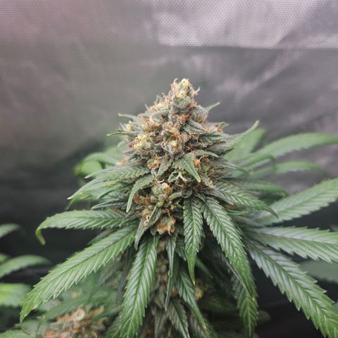 PPP growlog timeline photo