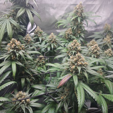 PPP growlog timeline photo