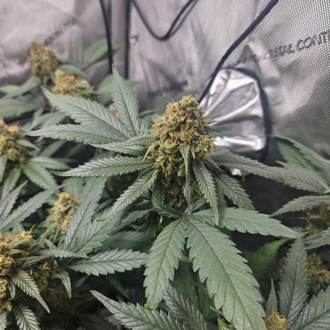 Saga growlog timeline photo