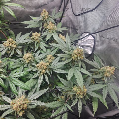 Saga growlog timeline photo