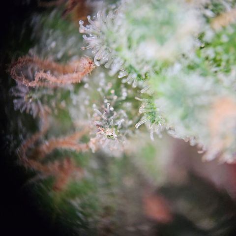 Saga growlog timeline photo