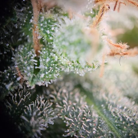 Saga growlog timeline photo