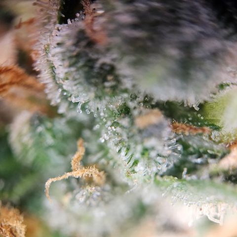 PPP growlog timeline photo