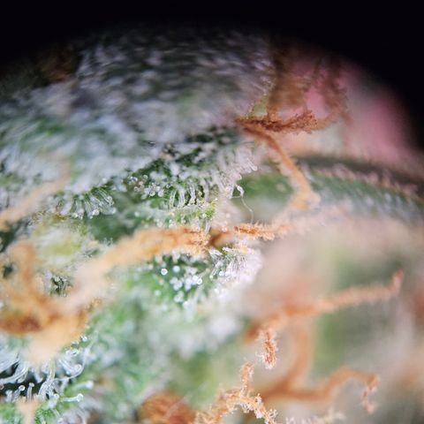 PPP growlog timeline photo