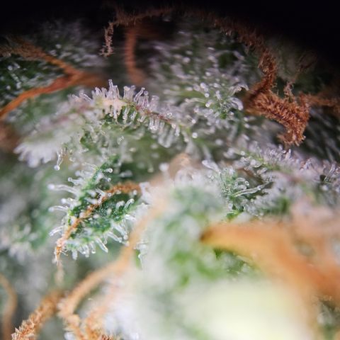 PPP growlog timeline photo