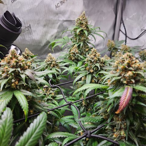 PPP growlog timeline photo