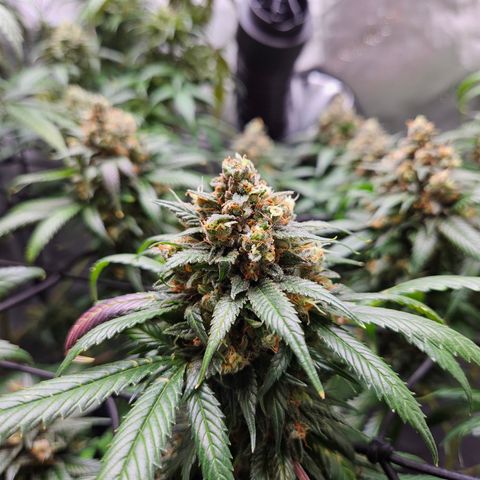 PPP growlog timeline photo