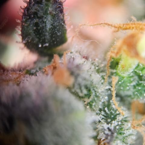 PPP growlog timeline photo