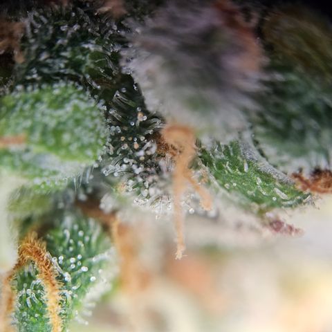 PPP growlog timeline photo