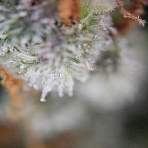 PPP growlog timeline photo