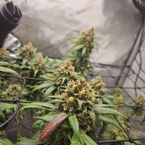 PPP growlog timeline photo