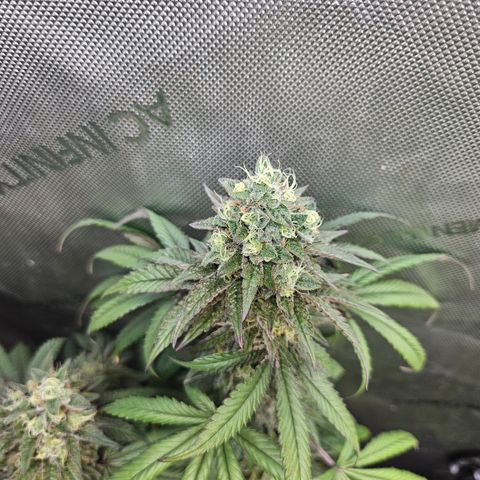 RS11 x Hollywood  growlog timeline photo