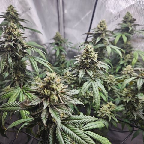 RS11 x Hollywood  growlog timeline photo