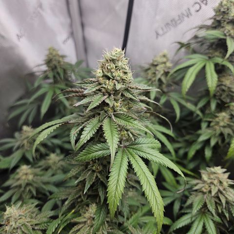 RS11 x Hollywood  growlog timeline photo