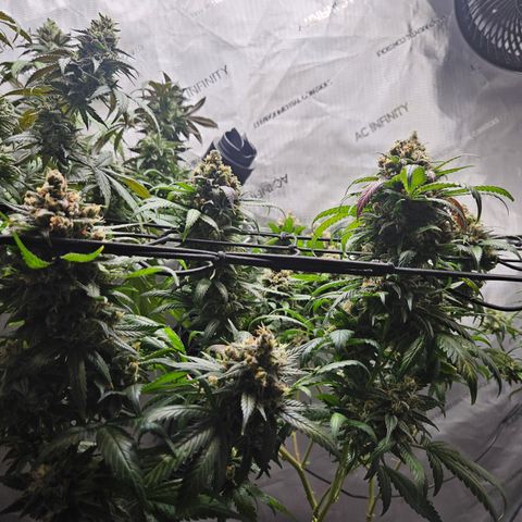 PPP growlog timeline photo