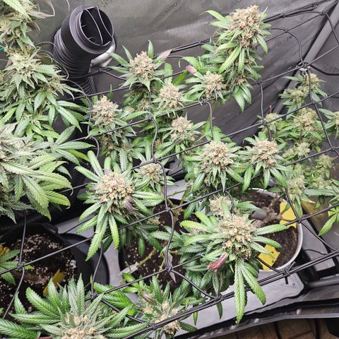 PPP growlog timeline photo