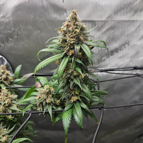 PPP growlog timeline photo
