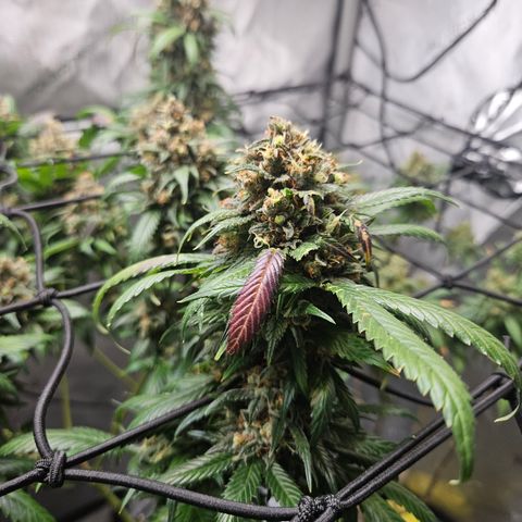 PPP growlog timeline photo