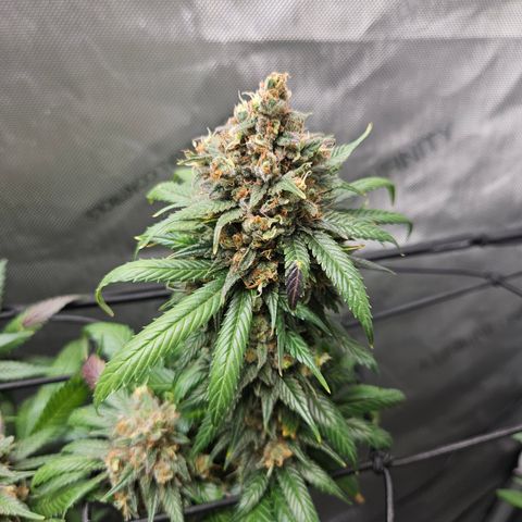 PPP growlog timeline photo