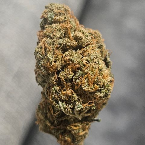 Saga growlog timeline photo