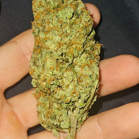 PPP growlog timeline photo