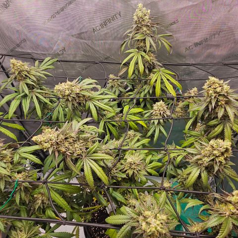 RS11 x Hollywood  growlog timeline photo