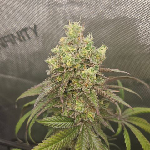 RS11 x Hollywood  growlog timeline photo